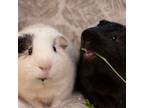 Adopt Vinnie and Neo a Guinea Pig