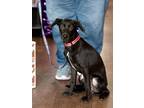 Adopt Lucky a Dachshund