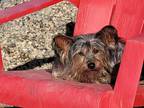 Adopt Brombie a Chinese Crested Dog, Yorkshire Terrier