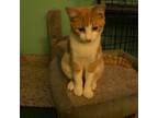 Adopt Li a Domestic Short Hair