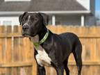 Adopt Tank a Great Dane, Labrador Retriever