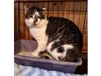 Adopt Kit-Kat a Domestic Short Hair