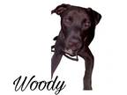 Adopt Woody a Black Labrador Retriever, Pit Bull Terrier