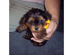 Yorkshire Terrier Puppy for sale in Jefferson, SC, USA