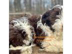 Portuguese Water Dog Puppy for sale in Big Cabin, OK, USA