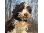 Portuguese Water Dog Puppy for sale in Big Cabin, OK, USA