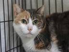Adopt TINSEL a Calico or Dilute Calico Domestic Shorthair / Mixed (short coat)