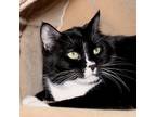 Adopt Wednesday a All Black Domestic Shorthair / Domestic Shorthair / Mixed cat