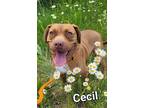 Adopt Cecil a Terrier (Unknown Type, Small) / Mixed dog in Defiance