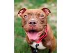Adopt Sassa a Brown/Chocolate Mixed Breed (Medium) / Mixed dog in Cincinnati
