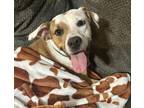 Adopt Angelina a White - with Brown or Chocolate Labrador Retriever / Boxer dog