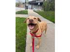 Adopt Sly a Red/Golden/Orange/Chestnut Retriever (Unknown Type) / Mixed dog in