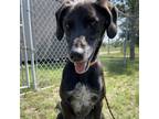 Adopt Kobe a Black Labrador Retriever / Hound (Unknown Type) / Mixed dog in