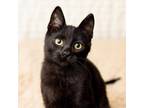 Adopt Zuko a All Black Domestic Shorthair / Mixed cat in Minneapolis