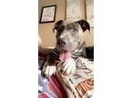 Adopt Twitch a Gray/Silver/Salt & Pepper - with White American Pit Bull Terrier