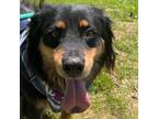 Adopt Graber Lou a Australian Shepherd / Australian Cattle Dog / Mixed dog in