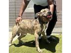 Adopt Gus a Brindle Hound (Unknown Type) / Mixed dog in St.