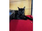 Adopt Missy a All Black Domestic Shorthair / Domestic Shorthair / Mixed cat in