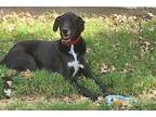 Adopt Whitney a Black Great Dane / Mixed dog in Carrollton, TX (33024831)