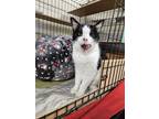 Adopt Funny Face a All Black Domestic Shorthair / Domestic Shorthair / Mixed cat