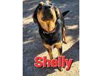 Adopt Shelly a Black - with Tan, Yellow or Fawn Australian Cattle Dog / German