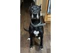 Adopt Arthur a Black Great Dane / Mixed dog in Carrollton, TX (37397492)