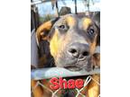 Adopt Shae a Black - with Tan, Yellow or Fawn Australian Cattle Dog / German