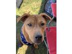 Adopt Snickers a Red/Golden/Orange/Chestnut Mixed Breed (Medium) / Mixed dog in