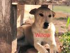 Adopt Willow a White Labrador Retriever / Mixed dog in Hicksville, NY (37398773)