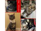 Adopt Mr. Socks a Brown Tabby Domestic Shorthair (short coat) cat in El cerrito