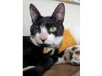 Adopt Rocky a Black & White or Tuxedo American Shorthair (short coat) cat in