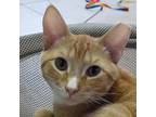 Adopt Sun a Orange or Red American Shorthair / Domestic Shorthair / Mixed cat in