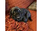 Adopt Phineas a Black Schnauzer (Miniature) / Poodle (Miniature) / Mixed dog in