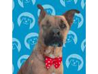 Adopt Mr.Samson a Brown/Chocolate Mixed Breed (Medium) / Mixed dog in Carlsbad