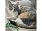 Adopt Clover a Calico or Dilute Calico Domestic Shorthair (short coat) cat in