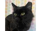 Adopt Boo/025630 a All Black Domestic Mediumhair / Mixed cat in Inwood