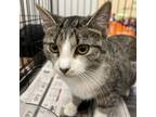 Adopt Laurel a Brown or Chocolate Domestic Longhair / Mixed cat in Inwood