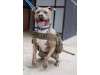 Adopt Mercy a Brindle - with White American Pit Bull Terrier / Mixed dog in