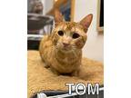 Adopt Tom a Orange or Red Tabby American Shorthair (short coat) cat in