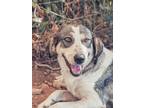 Adopt Grizette a Gray/Silver/Salt & Pepper - with White Shepherd (Unknown Type)