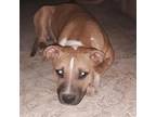 Adopt Dottie a Tan/Yellow/Fawn - with White American Staffordshire Terrier /