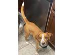 Adopt Disco a Brown/Chocolate - with White Beagle / Mixed dog in Newcastle