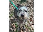 Adopt Badger a Gray/Silver/Salt & Pepper - with White Schnauzer (Standard) /