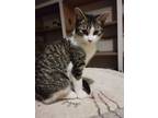 Adopt Wednesday Woo-hoo a Brown Tabby Domestic Shorthair (short coat) cat in