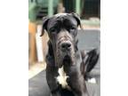 Adopt Gentle Ben a Black - with White Great Dane / Mixed dog in Los Angeles