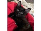 Adopt ZEUS a All Black Domestic Shorthair (short coat) cat in Calimesa