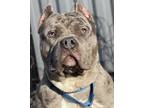 Adopt GI Joe a Gray/Blue/Silver/Salt & Pepper American Pit Bull Terrier / Mixed