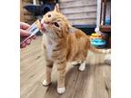 Adopt Ramsey a Orange or Red Tabby Domestic Shorthair / Mixed cat in Aurora