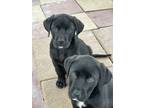 Adopt Black labs a Black Labrador Retriever / Mixed dog in Orlando
