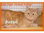 Adopt Butch a Orange or Red Tabby Domestic Shorthair (short coat) cat in